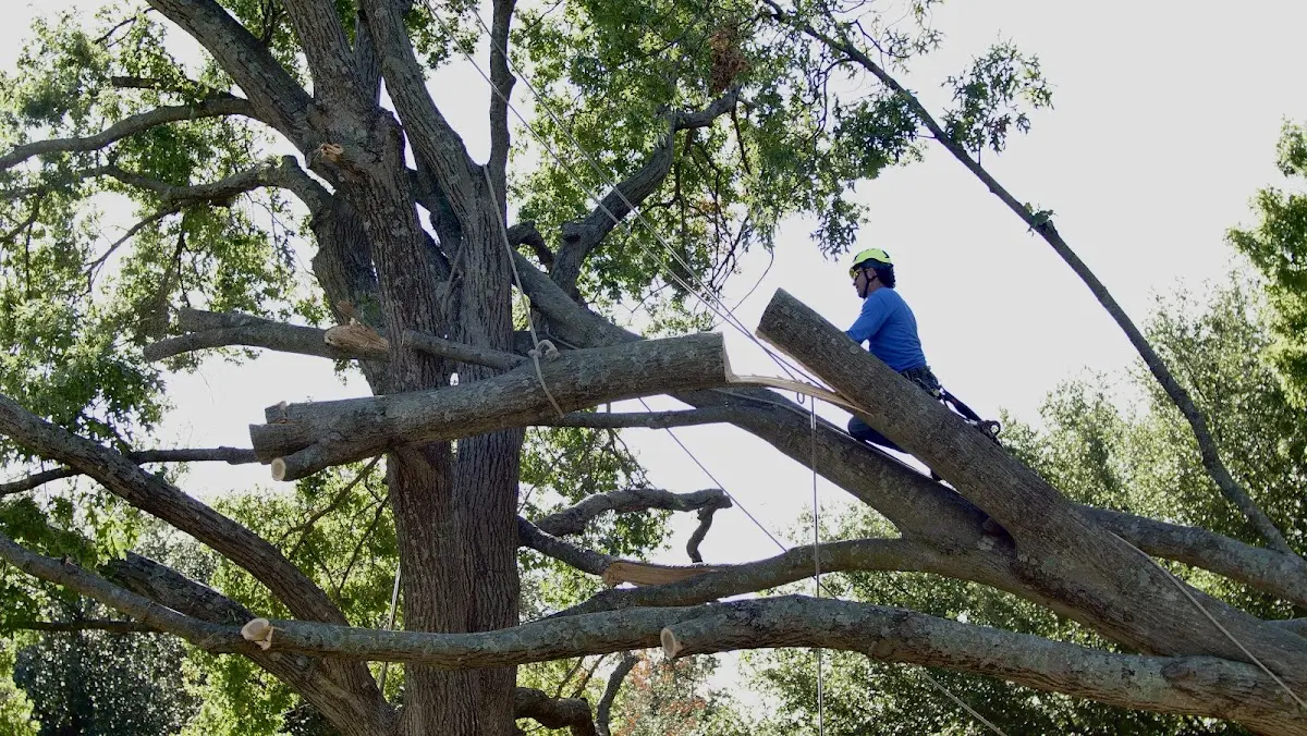 Professional Crown Thinning performed by certified arborists in Gail