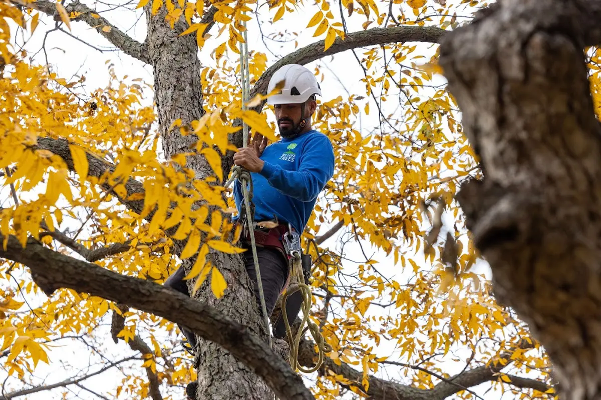 Skilled Tree Trimming crew working in Gail